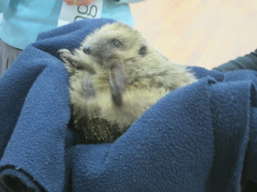 Hedgehog rescue (2)-w500-h500