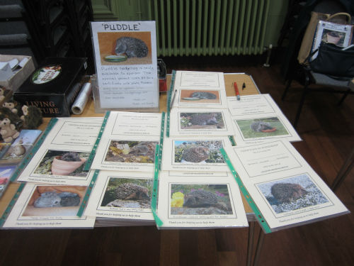 Hedgehog rescue (4)-w500-h500