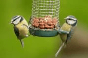 blue tits feeding-w500-h500