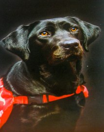 Medical Detection Dogs - Black dog