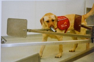 Medical Detection Dogs - Cancer detection dog