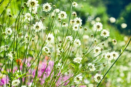 Kelmarsh - 03-07-2018 - white flowers