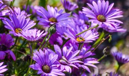 June in bloom - purple daisy flowers